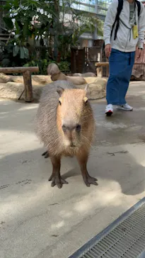 神戸どうぶつ王国に投稿された画像（2023/10/16）