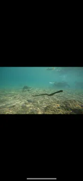 武藤潜水に投稿された画像（2023/10/16）