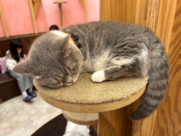 猫カフェモカ イオンモール大日店に投稿された画像（2023/10/16）