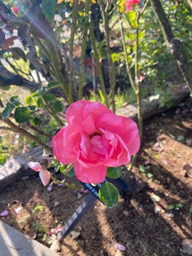 京成バラ園に投稿された画像（2023/10/16）