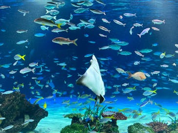 サンシャイン水族館に投稿された画像（2023/10/16）