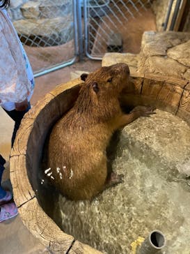 おさるランド＆アニタウン　日光さる軍団劇場に投稿された画像（2023/10/16）