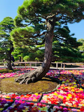 日本庭園　由志園に投稿された画像（2023/10/16）