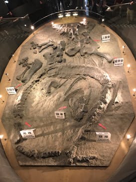 福井県立恐竜博物館に投稿された画像（2023/10/16）