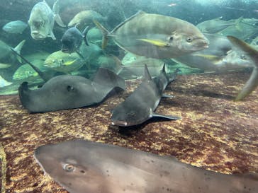 鴨川シーワールドに投稿された画像（2023/10/16）