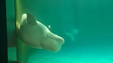 鴨川シーワールドに投稿された画像（2023/10/16）