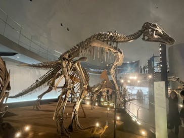 福井県立恐竜博物館に投稿された画像（2023/10/16）