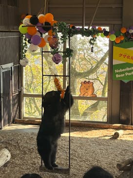 のぼりべつクマ牧場に投稿された画像（2023/10/17）