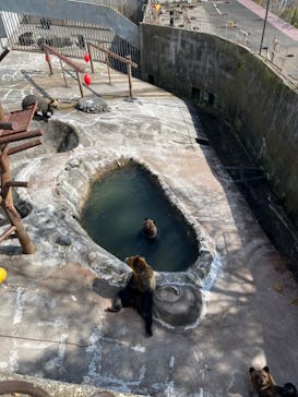 のぼりべつクマ牧場に投稿された画像（2023/10/17）