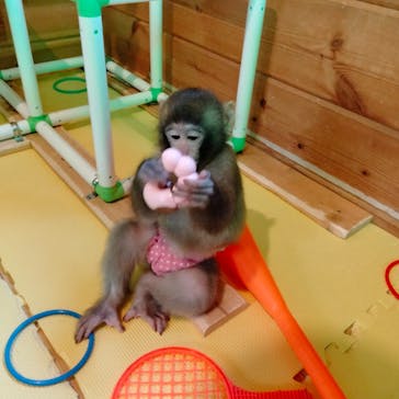 おさるランド＆アニタウン　日光さる軍団劇場に投稿された画像（2023/10/17）