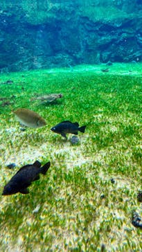 九十九島水族館海きららに投稿された画像（2023/10/17）