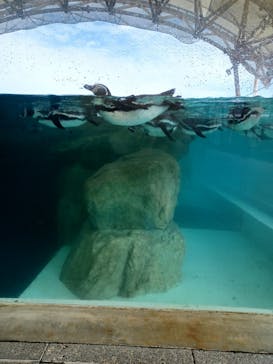 城崎マリンワールドに投稿された画像（2023/10/17）