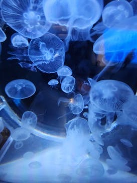 上越市立水族博物館 うみがたりに投稿された画像（2023/10/17）