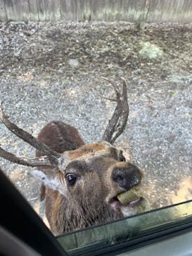 那須サファリパークに投稿された画像（2023/10/17）