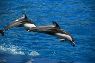 名古屋港水族館に投稿された画像（2023/10/17）