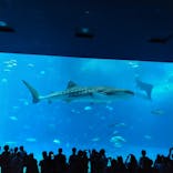 沖縄美ら海水族館に投稿された画像（2023/10/17）