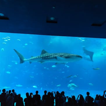 沖縄美ら海水族館に投稿された画像（2023/10/17）