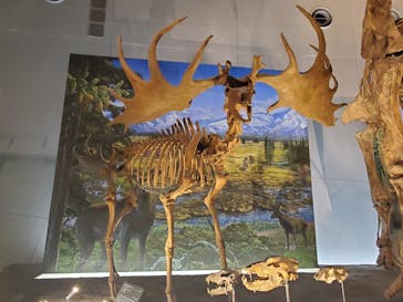 福井県立恐竜博物館に投稿された画像（2023/10/17）