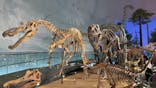 福井県立恐竜博物館に投稿された画像（2023/10/17）