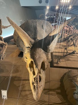 福井県立恐竜博物館に投稿された画像（2023/10/17）