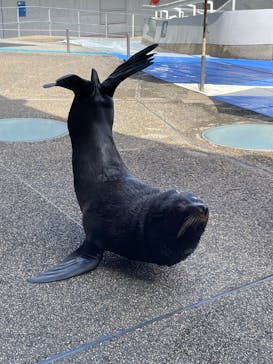 大分マリーンパレス水族館 「うみたまご」に投稿された画像（2023/10/17）