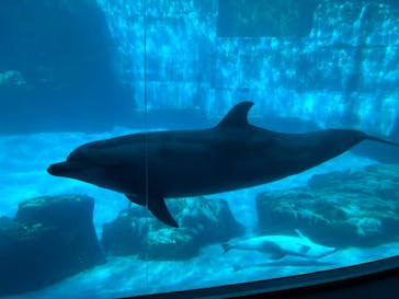 名古屋港水族館に投稿された画像（2023/10/17）
