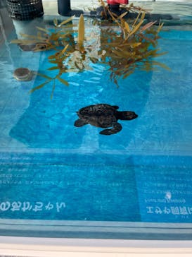 名古屋港水族館に投稿された画像（2023/10/17）