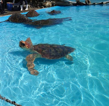 鴨川シーワールドに投稿された画像（2023/10/17）