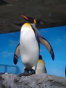 鴨川シーワールドに投稿された画像（2023/10/17）