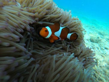 青の洞窟専門店　沖縄ダイビングショップ和に投稿された画像（2023/10/17）