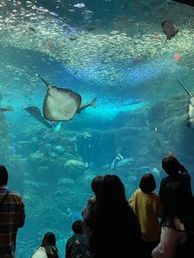 江の島シーキャンドル×新江ノ島水族館に投稿された画像（2023/10/17）