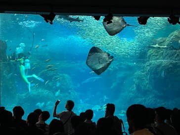 江の島シーキャンドル×新江ノ島水族館に投稿された画像（2023/10/17）