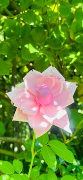 横浜イングリッシュガーデンに投稿された画像（2023/10/18）