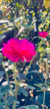 横浜イングリッシュガーデンに投稿された画像（2023/10/18）