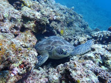 石垣島 ADVENTURE PiPi（イシガキジマアドベンチャーピピ）に投稿された画像（2023/10/18）