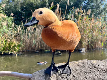 神戸どうぶつ王国に投稿された画像（2023/10/18）