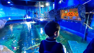 しながわ水族館に投稿された画像（2023/10/18）