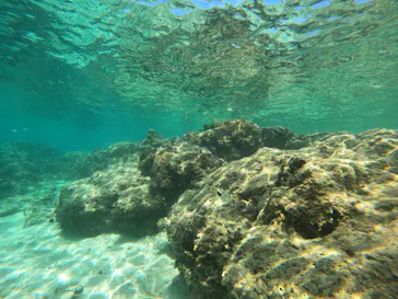 武藤潜水に投稿された画像（2023/10/18）