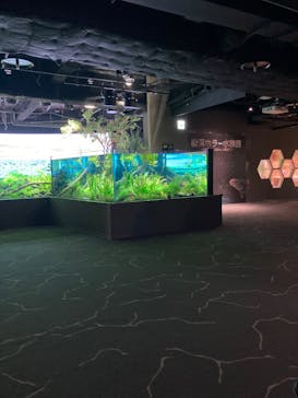 カワスイ 川崎⽔族館に投稿された画像（2023/10/18）
