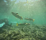 武藤潜水に投稿された画像（2023/10/18）