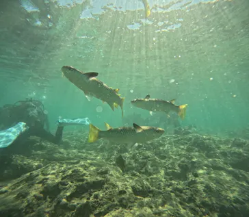 武藤潜水に投稿された画像（2023/10/18）