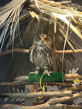 カワスイ 川崎⽔族館に投稿された画像（2023/10/18）