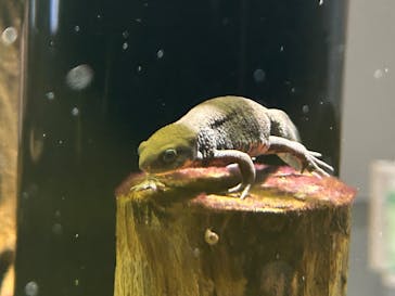 カワスイ 川崎⽔族館に投稿された画像（2023/10/18）