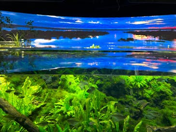 カワスイ 川崎⽔族館に投稿された画像（2023/10/18）