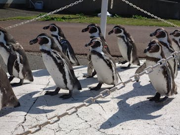 越前松島水族館に投稿された画像（2023/10/18）