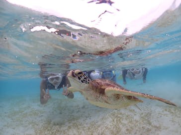 タビワク　宮古島に投稿された画像（2023/10/18）