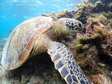 タビワク　宮古島に投稿された画像（2023/10/18）