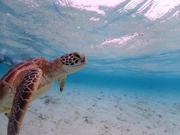 タビワク　宮古島に投稿された画像（2023/10/18）