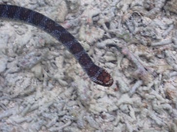 タビワク　宮古島に投稿された画像（2023/10/18）