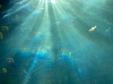 環境水族館アクアマリンふくしまに投稿された画像（2023/10/18）